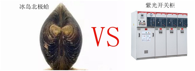 論長(zhǎng)壽只服冰島北極蛤，選高壓開(kāi)關(guān)柜認(rèn)準(zhǔn)紫光電氣